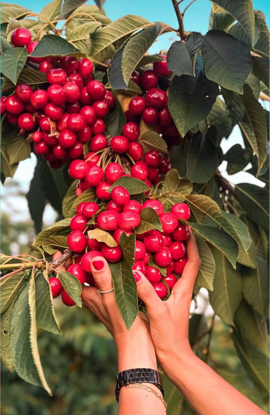 Cosecha de cerezas a mano en el huerto