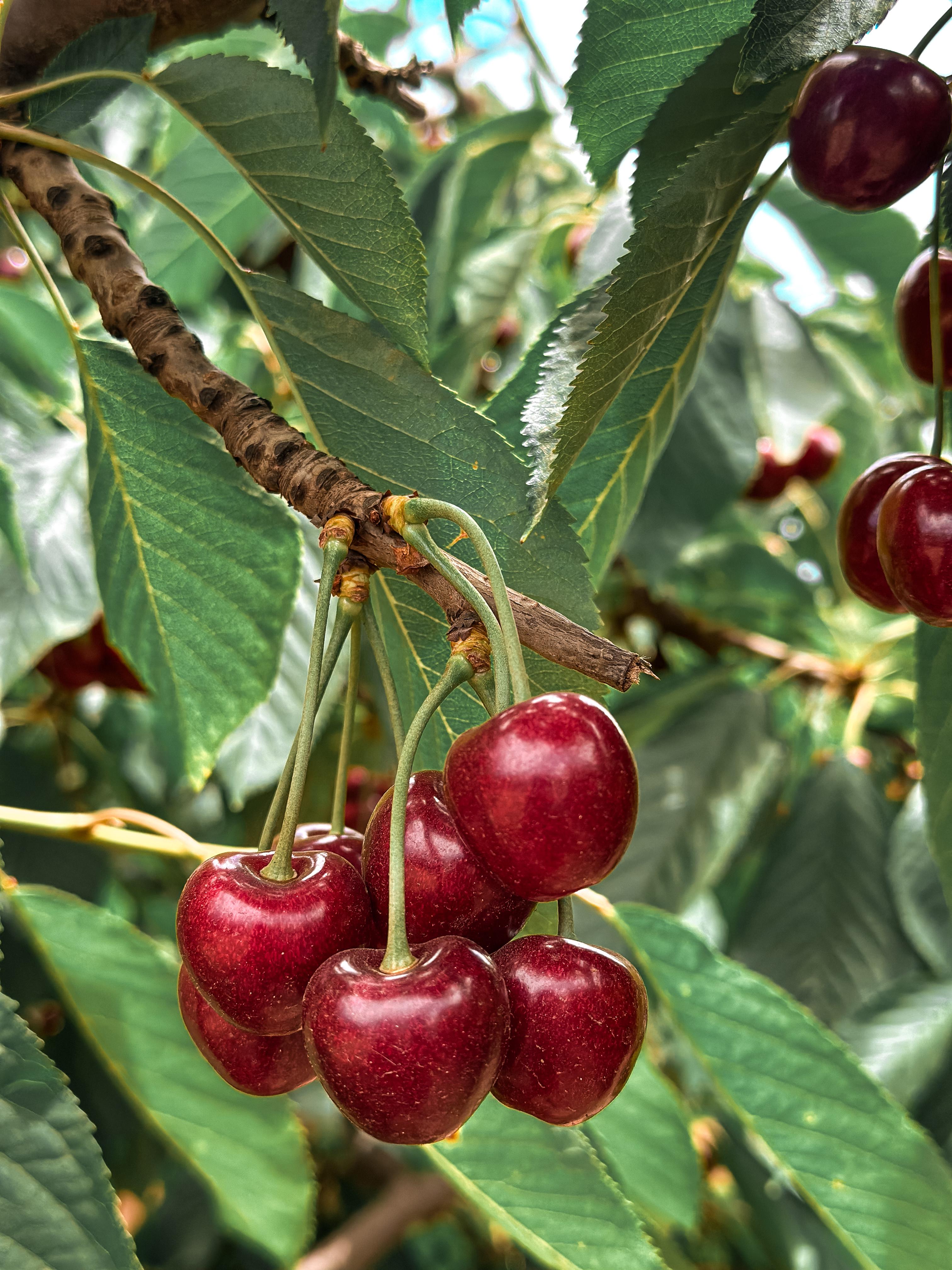 Cerezas maduras en nuestro huerto de San Rafael