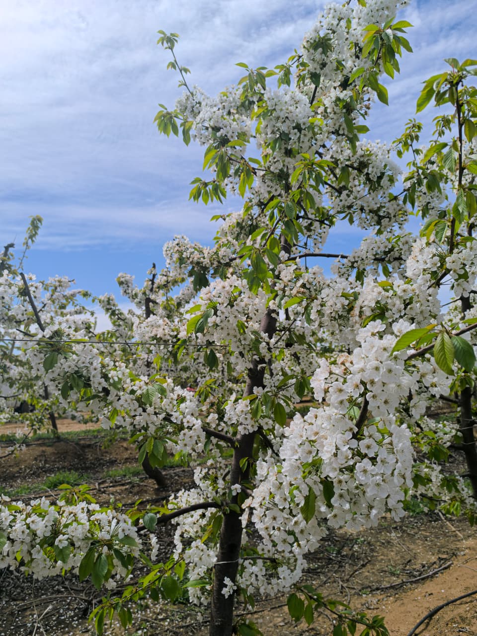Nuestros cerezos en flor en San Rafael