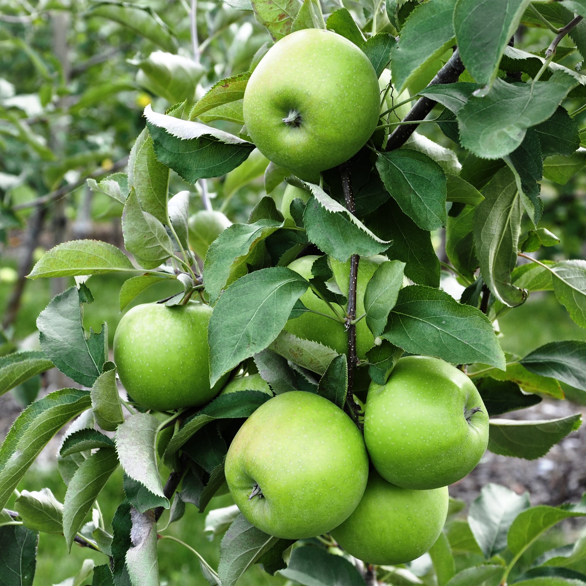 Manzanas verdes Granny Smith en el árbol